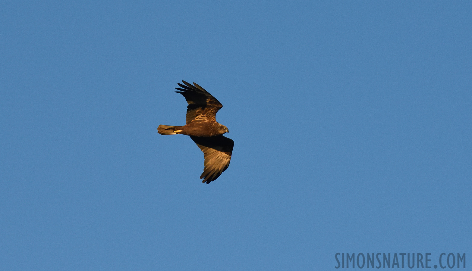 Circus aeruginosus aeruginosus [400 mm, 1/2500 sec at f / 8.0, ISO 1600]